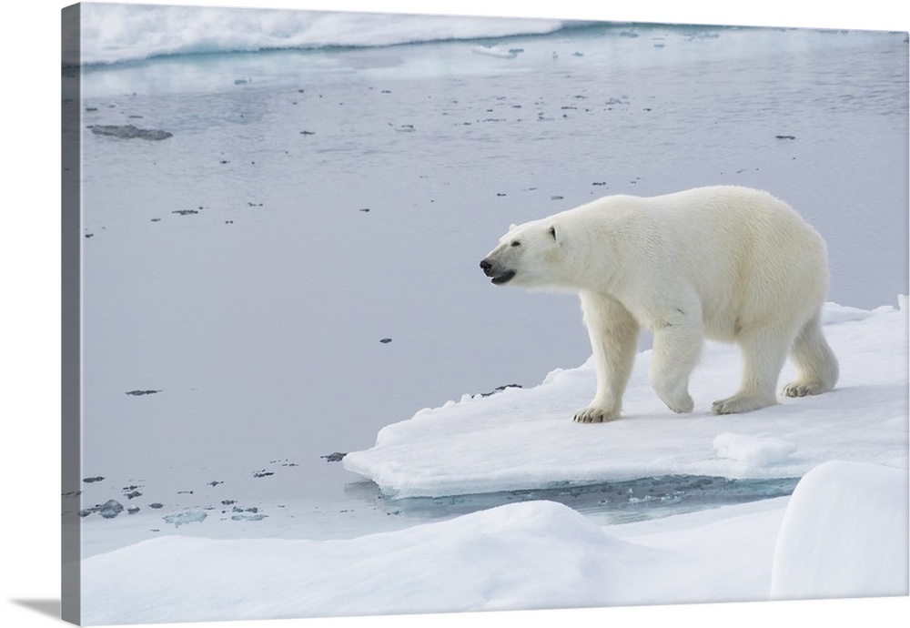 Norway, Svalbard, pack ice, female polar bear (Ursus maritimus).