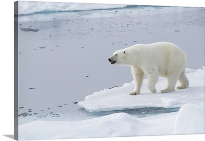 Norway, Svalbard, pack ice, female polar bear