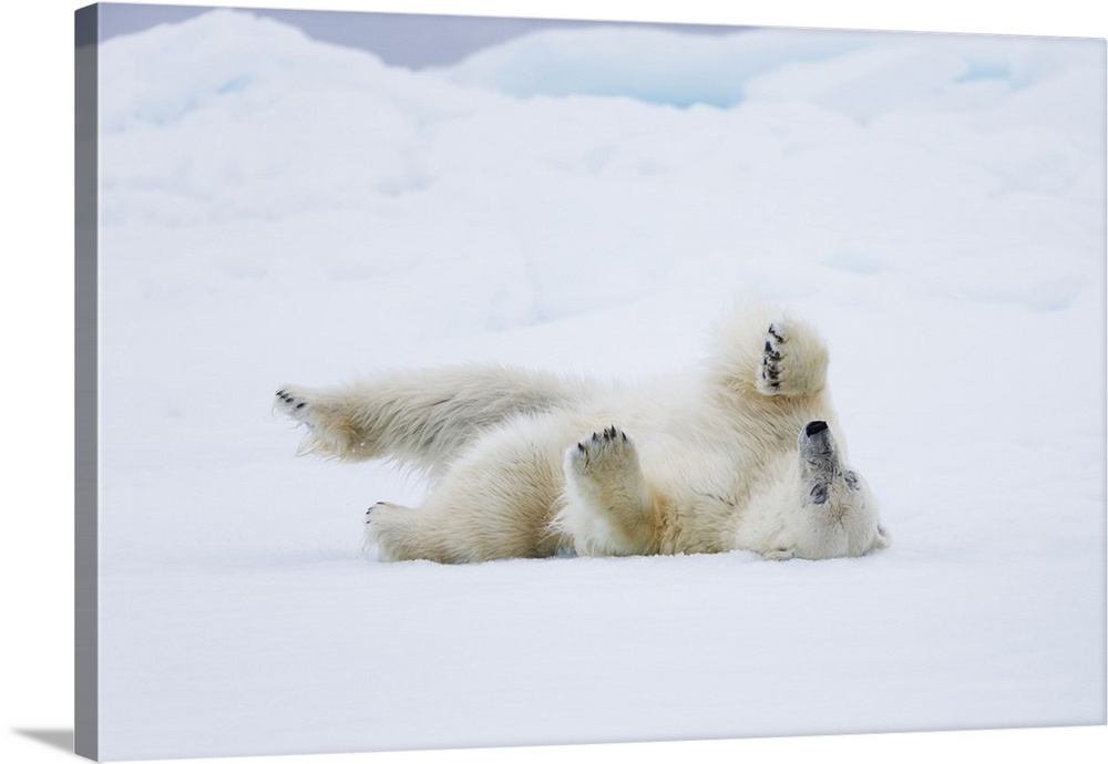 Norway, Svalbard, pack ice, polar bear (Ursus maritimus) rolling to clean fur.