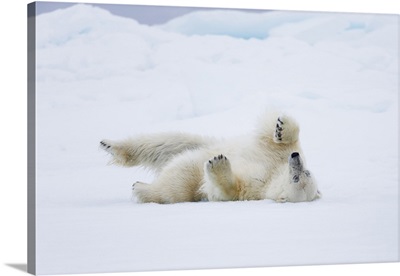 Norway, Svalbard, pack ice, polar bear rolling to clean fur