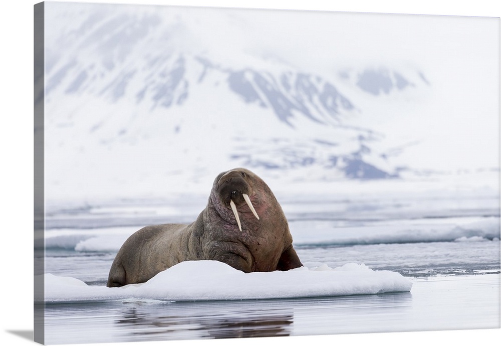 Norway, Svalbard, pack ice, walrus (Odobenus rosmarus) on ice floes.