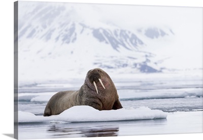 Norway, Svalbard, pack ice, walrus on ice floes