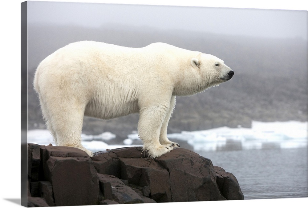 Norway, Svalbard, Polar Bear (Ursus maritimus) standing along coast of Malmgren Island on foggy evening