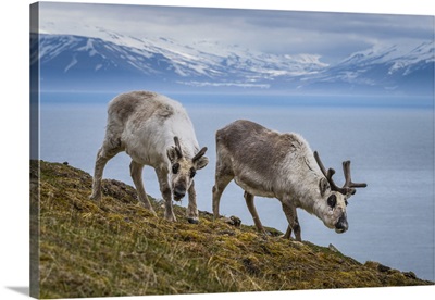 Norway, Svalbard, Spitsbergen, Skansbukta, Svalbard Reindeer Grazing