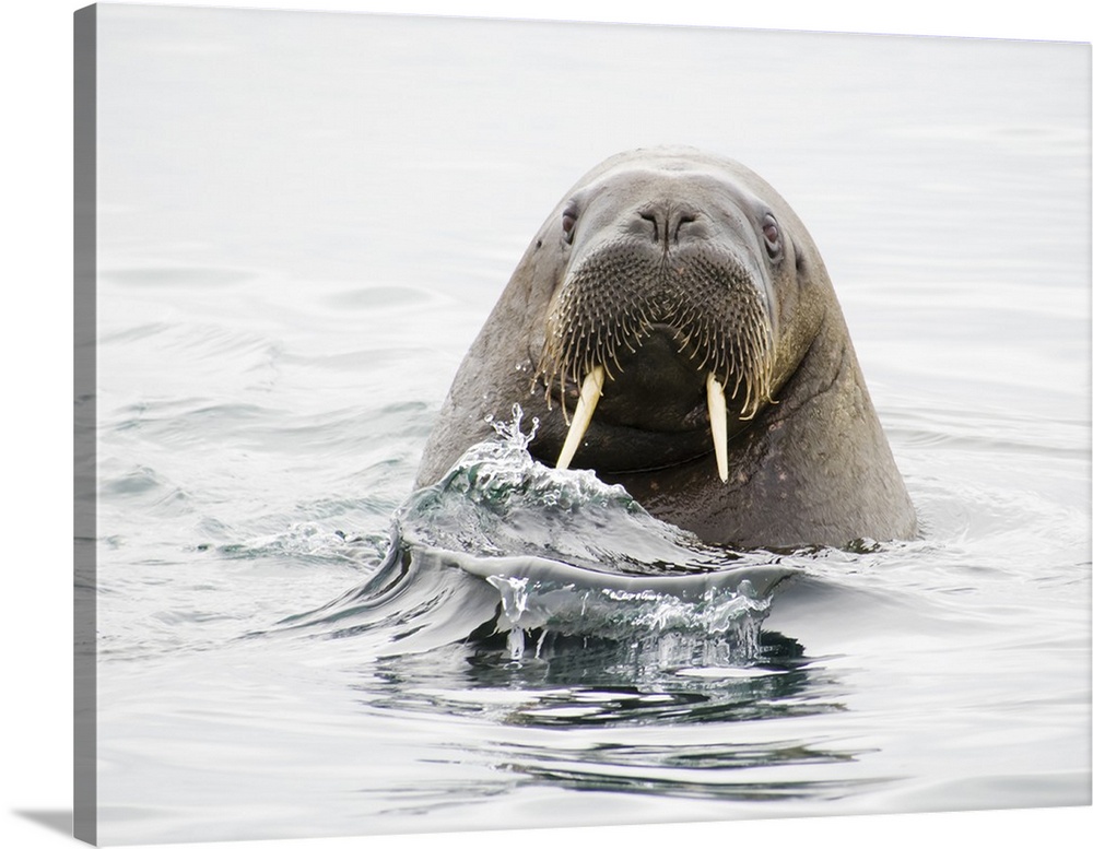 Norway, Svalbard, walrus (Odobenus rosmarus) in water.