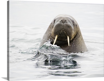 Norway, Svalbard, walrus in water
