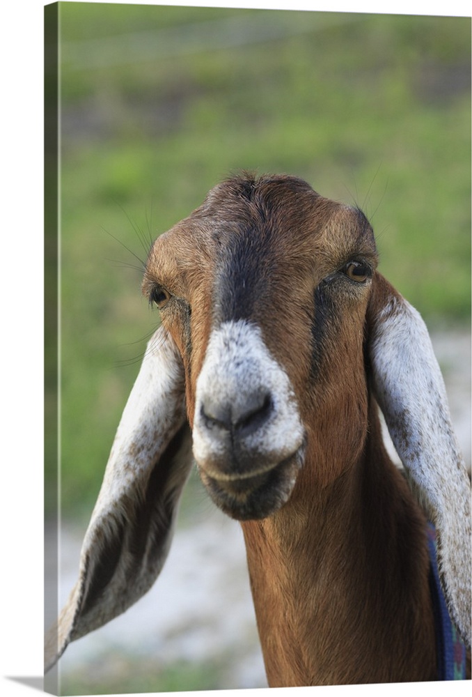Nubian goat (doe).Bushnell, FL .