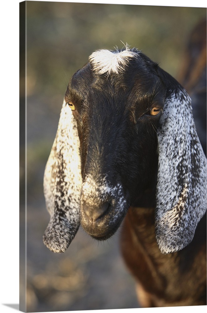 Nubian purebred goat doe. Bushnell, FL.