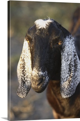 Nubian purebred goat doe Bushnell, FL
