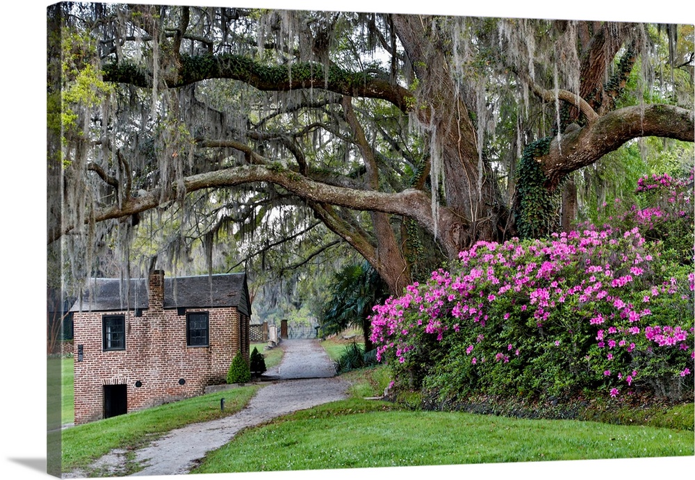 Oak Springtime azelea blooming Middleton Place Plantation, Charleston South Carolina.