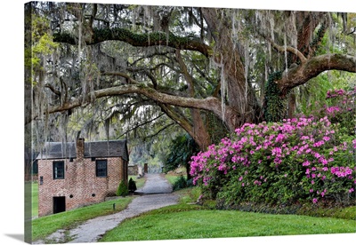 Oak Springtime Azalea Blooming Middleton Place Plantation, Charleston South Carolina