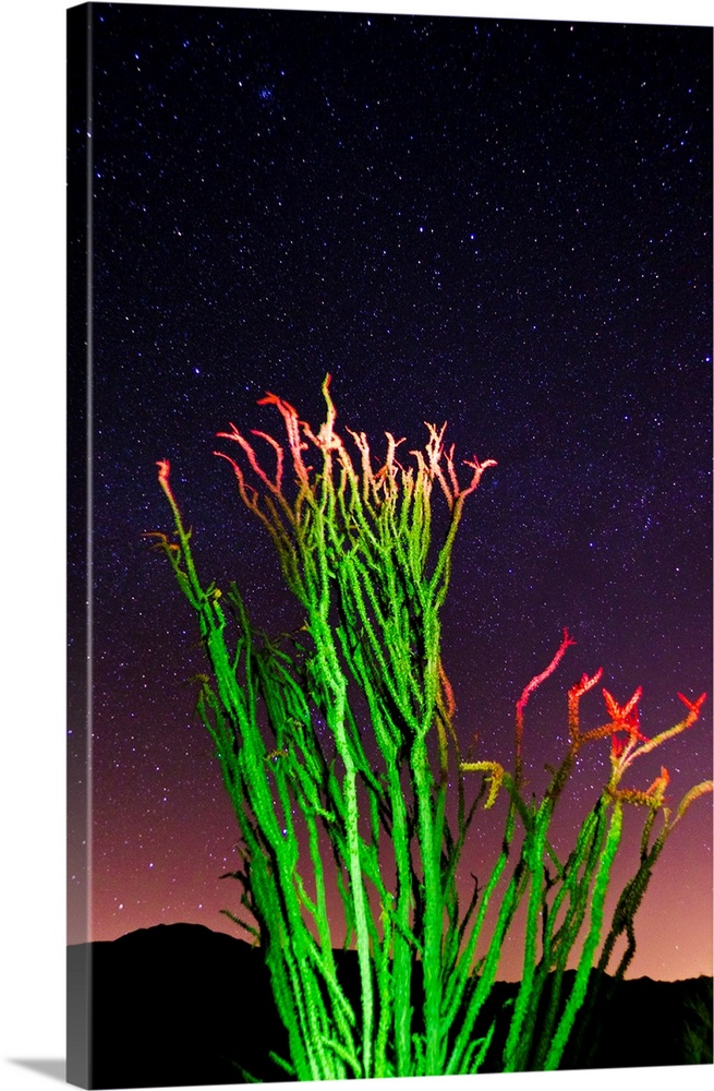 Ocotillo under the Milky Way, Anza-Borrego Desert State Park, California USA.