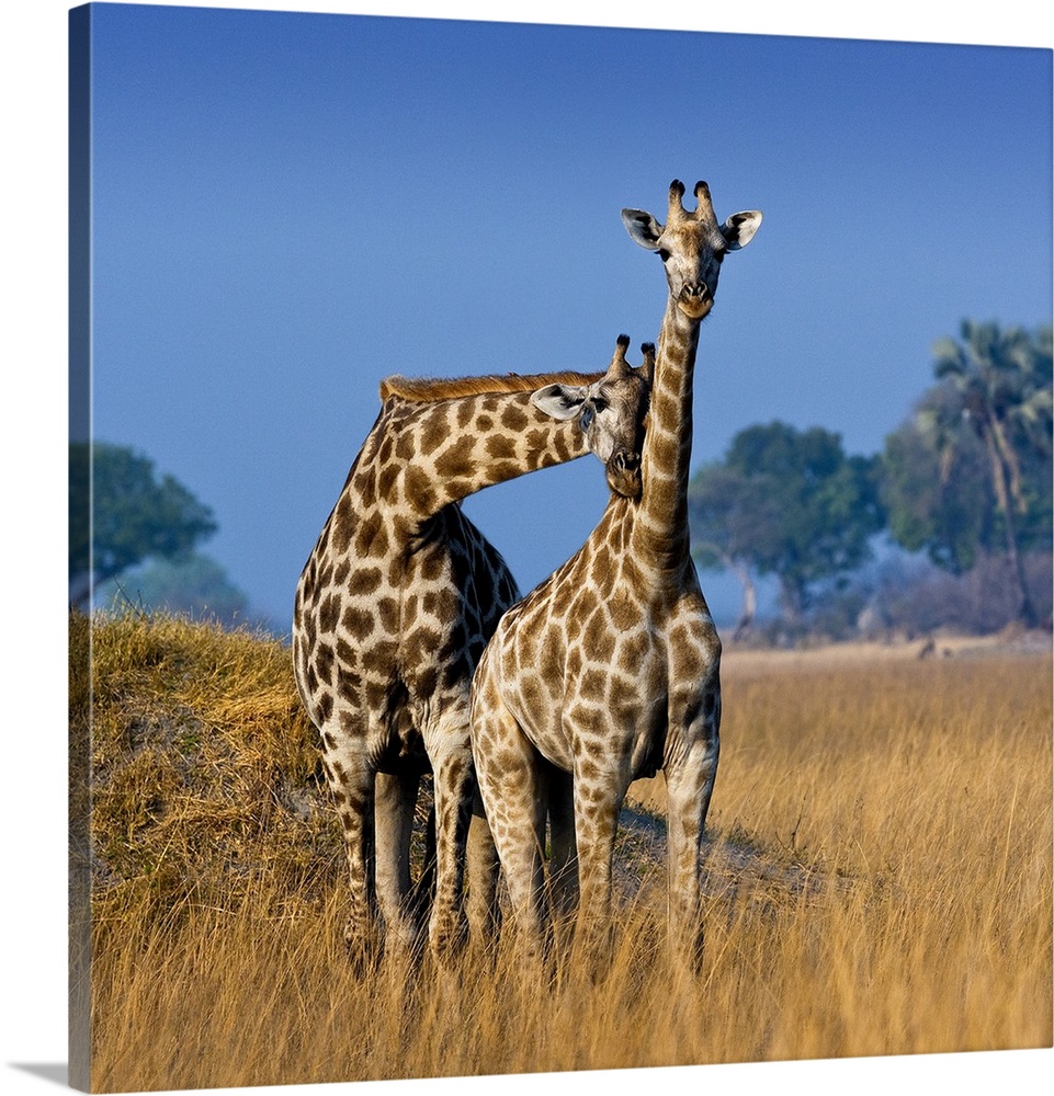 Okavango Delta, Botswana. A pair of young giraffe necking.