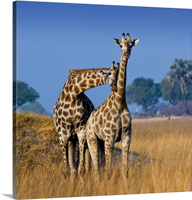 Okavango Delta, Botswana, A pair of young giraffe necking
