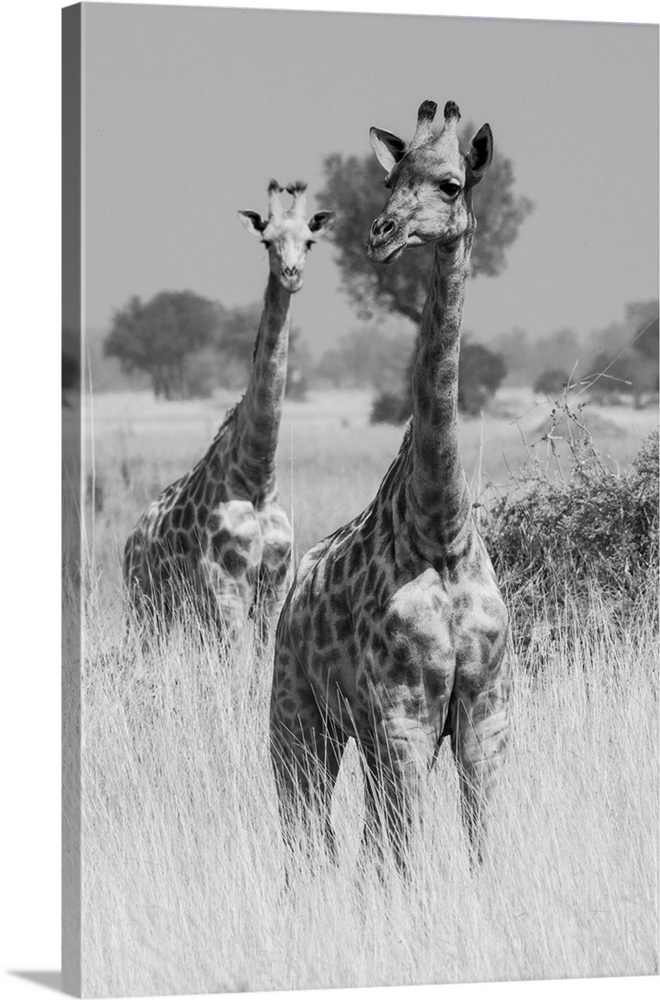 Okavango Delta, Botswana. A pair of young giraffe walking in tall grass.