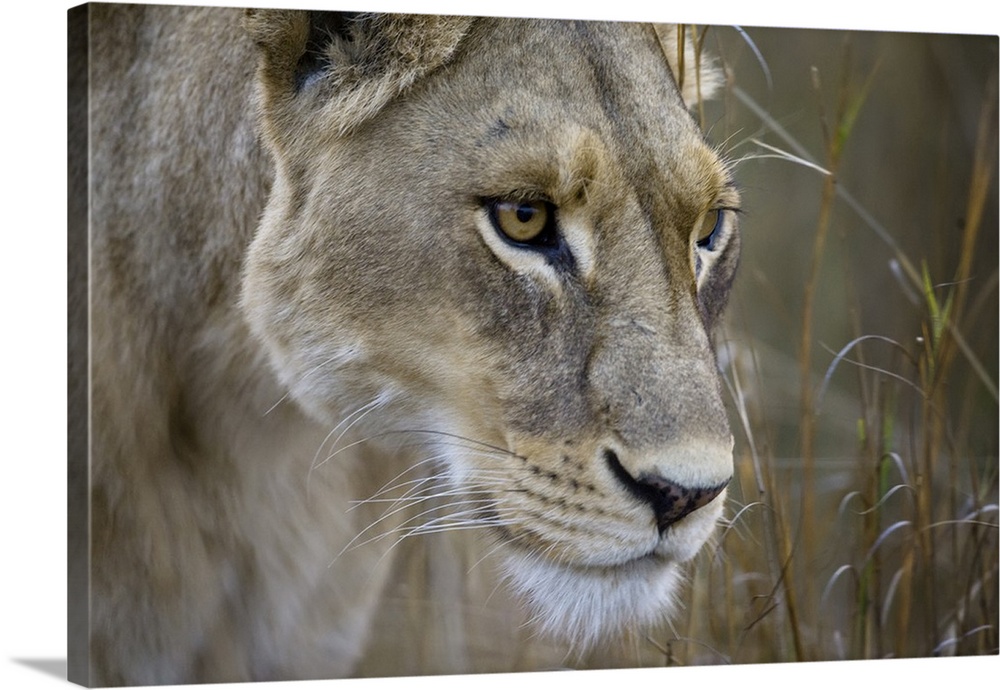 Okavango Delta, Botswana. Close-up of a female lion.