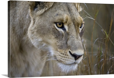 Okavango Delta, Botswana, Close-up of a female lion
