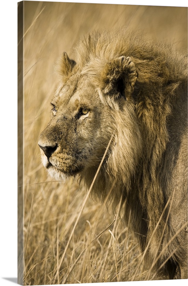 Okavango Delta, Botswana. Close-up of a male lion. Profile.
