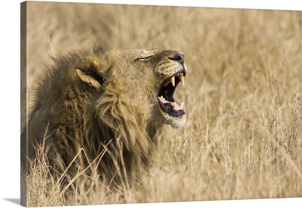 Okavango Delta, Botswana. Close-up of male lion roaring.