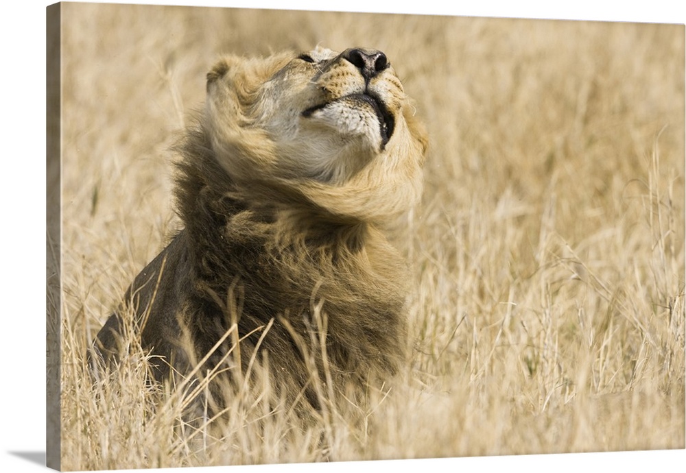 Okavango Delta, Botswana. Close-up of male lion shaking his mane.