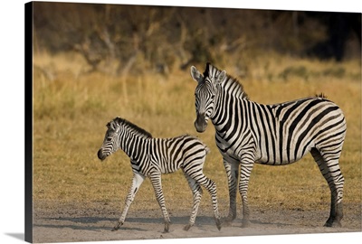 Okavango Delta, Botswana. Plains Zebra, Mother And Child.