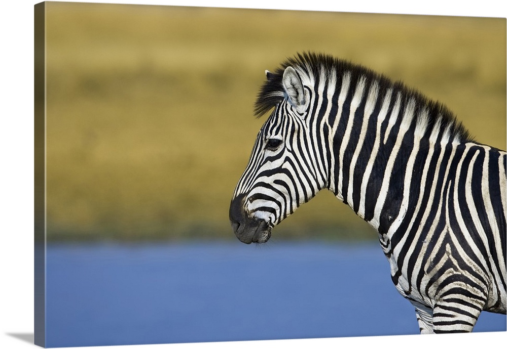 Okavango Delta, Botswana. Plains Zebra standing next to a pond.