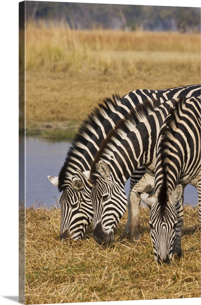 Okavango Delta, Botswana. Three Plains Zebra Grazing.