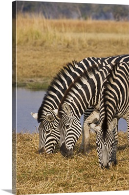 Okavango Delta, Botswana, Three Plains Zebra Grazing