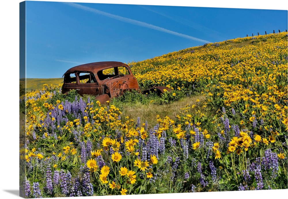 Old abandoned car, Spingtime bloom with mass fields of Lupine, Arrow Leaf Balsalmroot near Dalles Mountain Ranch State Par...