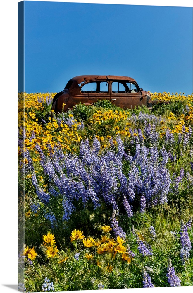 Old abandoned car, Spingtime bloom with mass fields of Lupine, Arrow Leaf Balsalmroot near Dalles Mountain Ranch State Par...