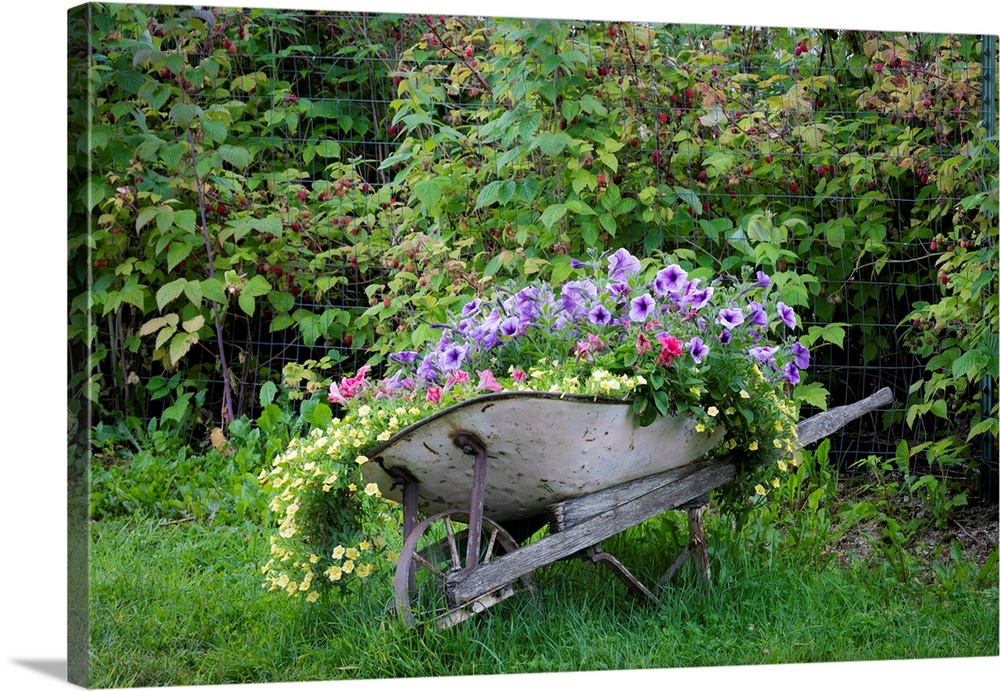 USA, Alaska, Chena Hot Springs. Old wheelbarrow filled with flowers.