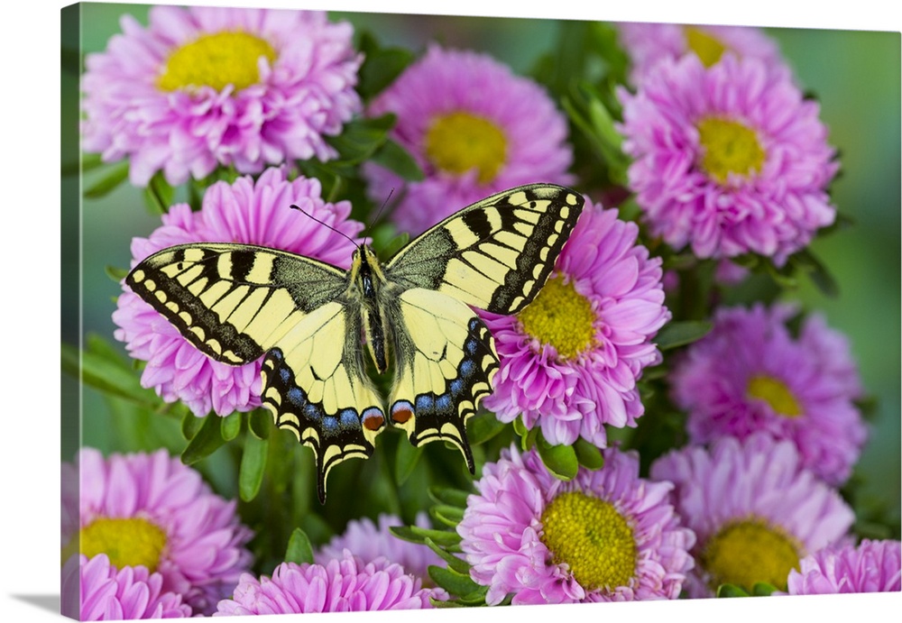 Old world swallowtail butterfly, Papilio machaon, on pink mums.
