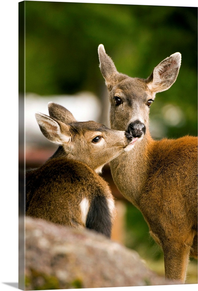 Washington, Olympic National Park.  Columbian Black-tailed deer (Odocoileus hemionus) doe and juvenile.