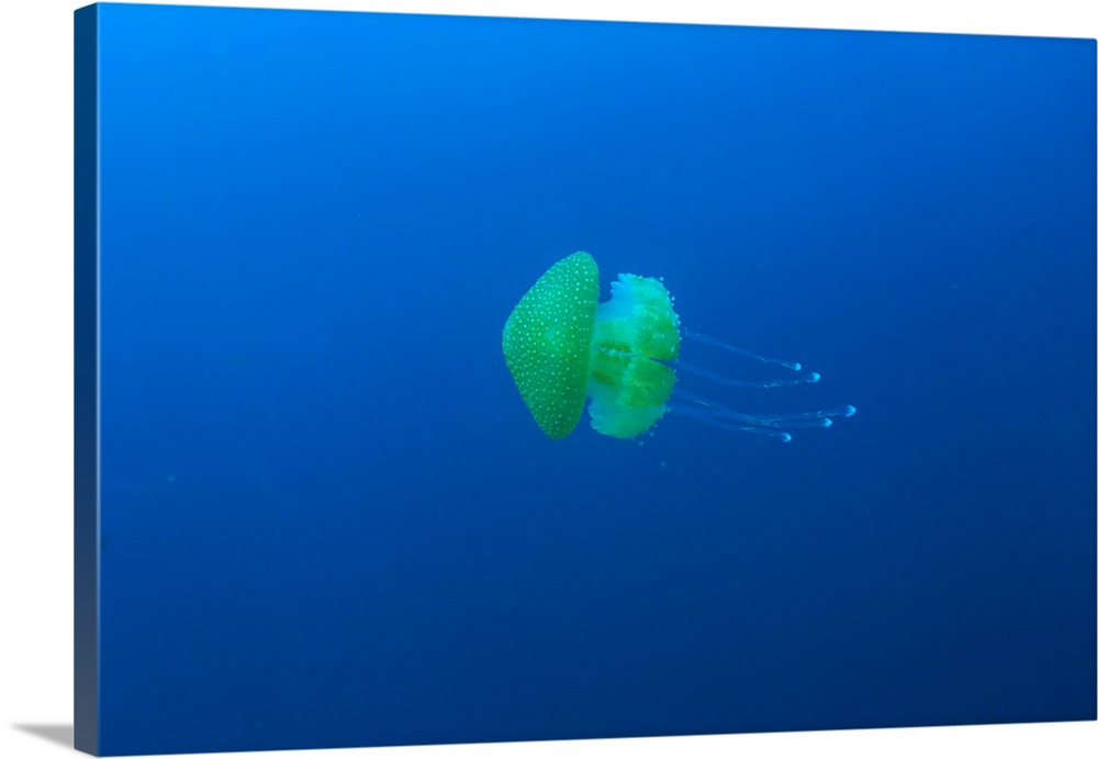 open water jellyfish, near San Diego, CA, USA