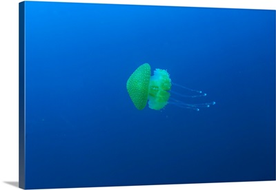 open water jellyfish, near San Diego, CA, USA