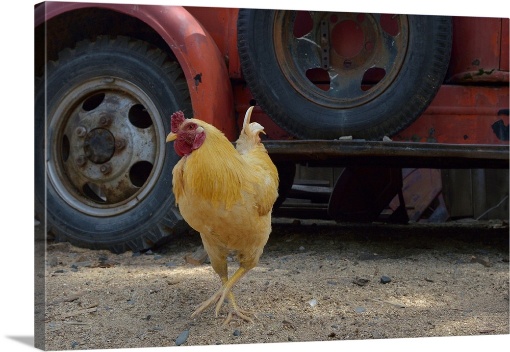 USA, Arizona, Jerome, Orange chicken walking in front of an antique truck, Gold King Mine.