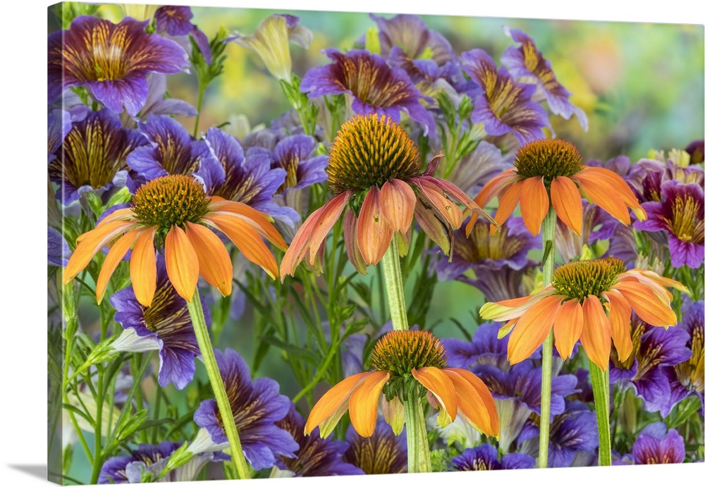 Orange cone flower with backdrop of purple painted tongue.