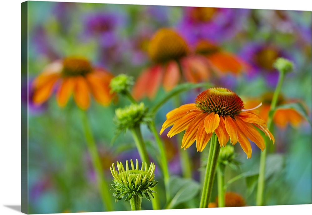Orange coneflower with backdrop of purple painted tongue.