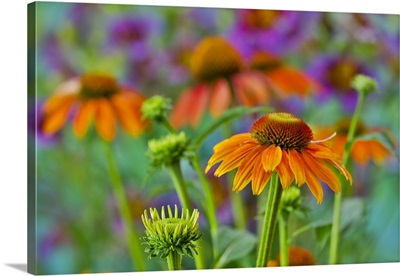 Orange Coneflower With Backdrop Of Purple Painted Tongue