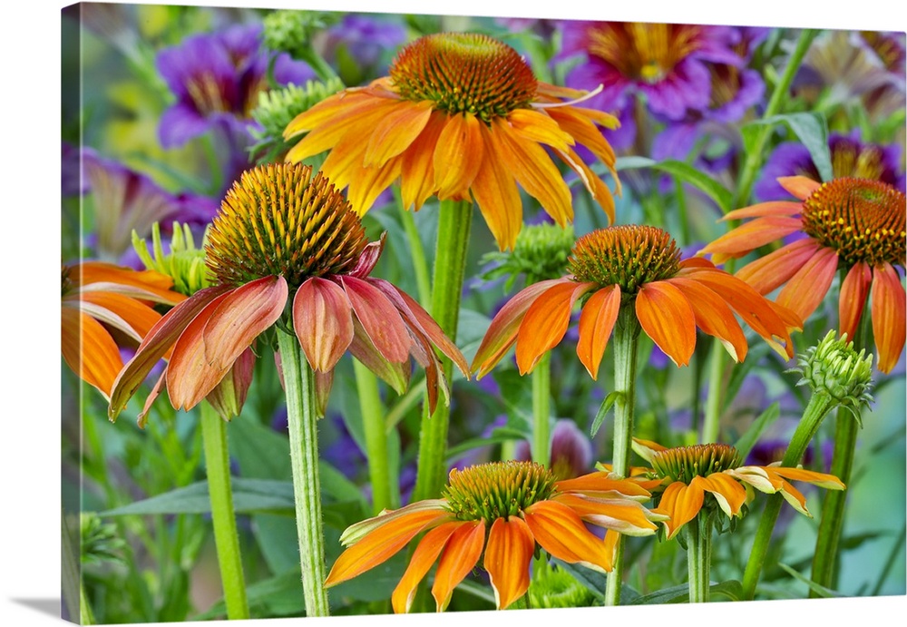 Orange coneflower with backdrop of purple painted tongue.
