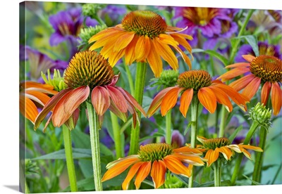 Orange Coneflower With Backdrop Of Purple Painted Tongue