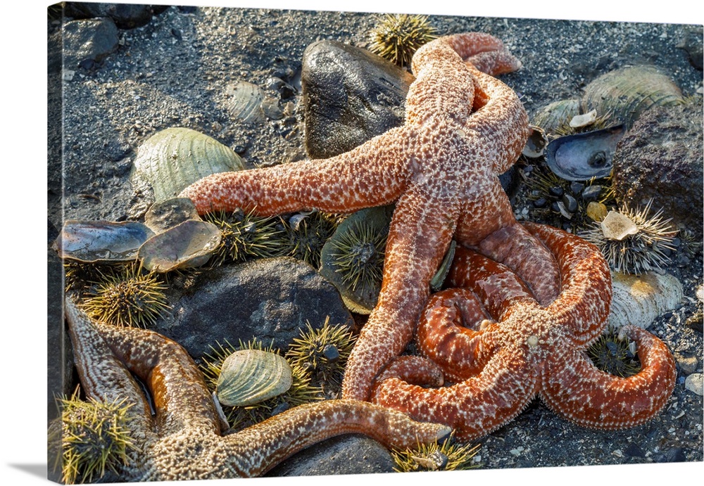 USA, Alaska. Orange mottled sea stars and green sea urchins on the beach at low tide.