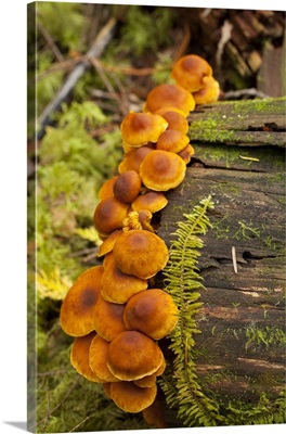 Orange Mushrooms Growing On A Log In A Forest, Sechelt, British Columbia, Canada