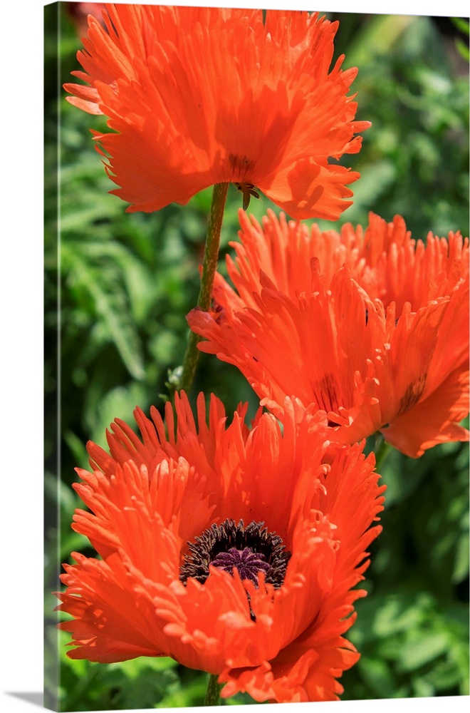Orange Oriental Poppies, USA.