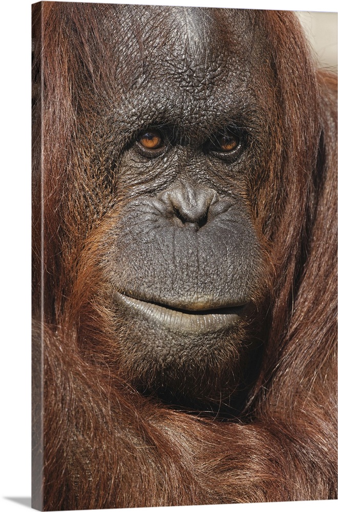 Orangutan, Pongo, native to Borneo and Sumatra. Nature, Fauna.