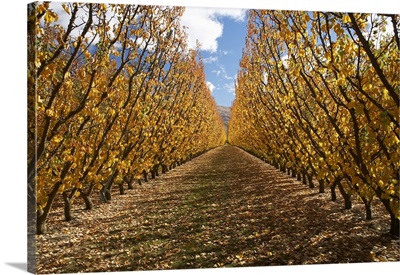 Orchard, Cromwell, Central Otago, South Island, New Zealand