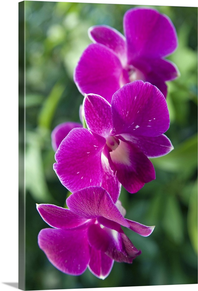 Orchid, Antigua, West Indies, Caribbean, Central America