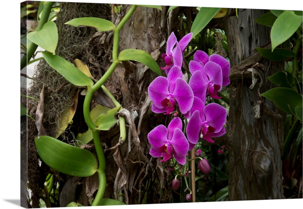 North America, USA, Alabama, Mobile, Bellingrath Gardens and Home Conservatory Flowers, Orchid.