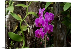 Orchid, Bellingrath Gardens And Home Conservatory Flowers, Mobile, Alabama image thumbnail
