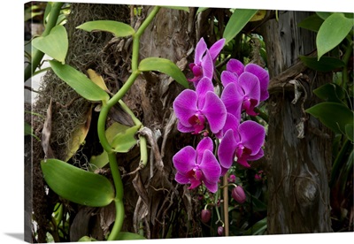 Orchid, Bellingrath Gardens And Home Conservatory Flowers, Mobile, Alabama